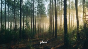 Archiwum dźwięków przyrody: Ochrona akustycznego dziedzictwa Ekologicznego