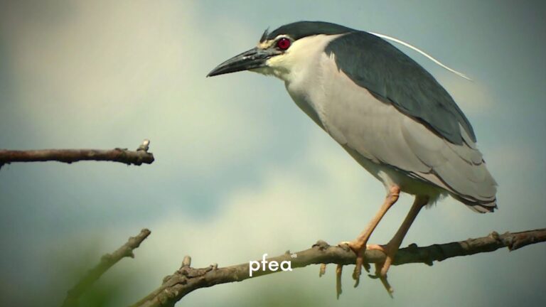Nie bądź ślepy na ślepowrona